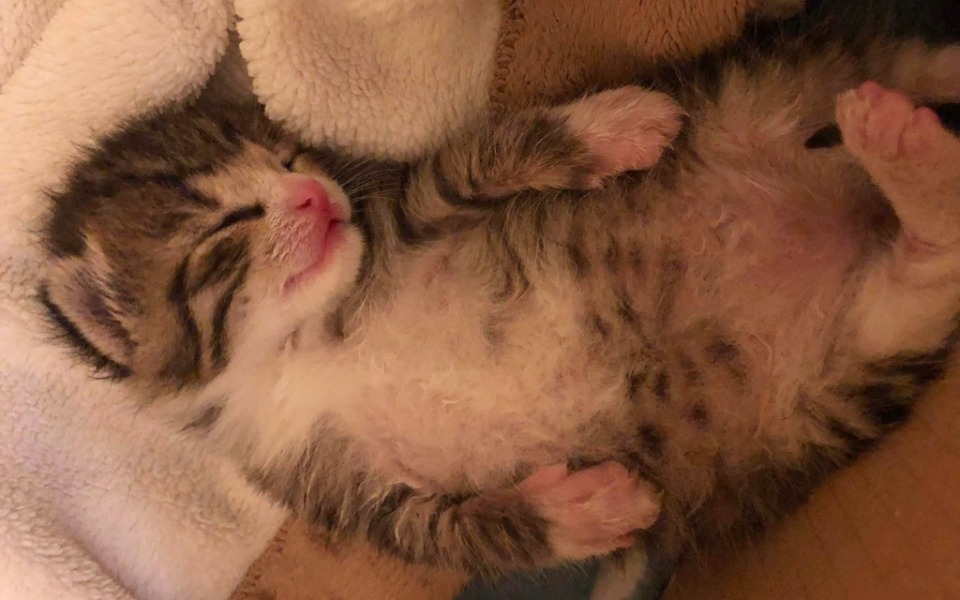 
        Zbiórka Szpitalik dla kociąt - ratunku.. - zdjęcie główne
    