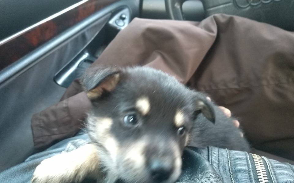 
        Zbiórka Operacja dla piesk - zdjęcie główne
    