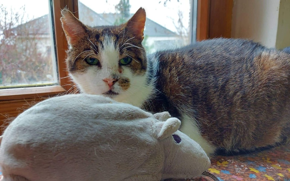 Zbiórka 100 lat dla cioci Ady - zdjęcie główne