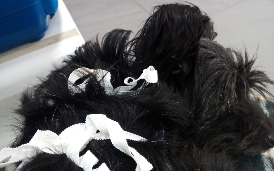 
        Zbiórka Operacja Sary - zdjęcie główne
    