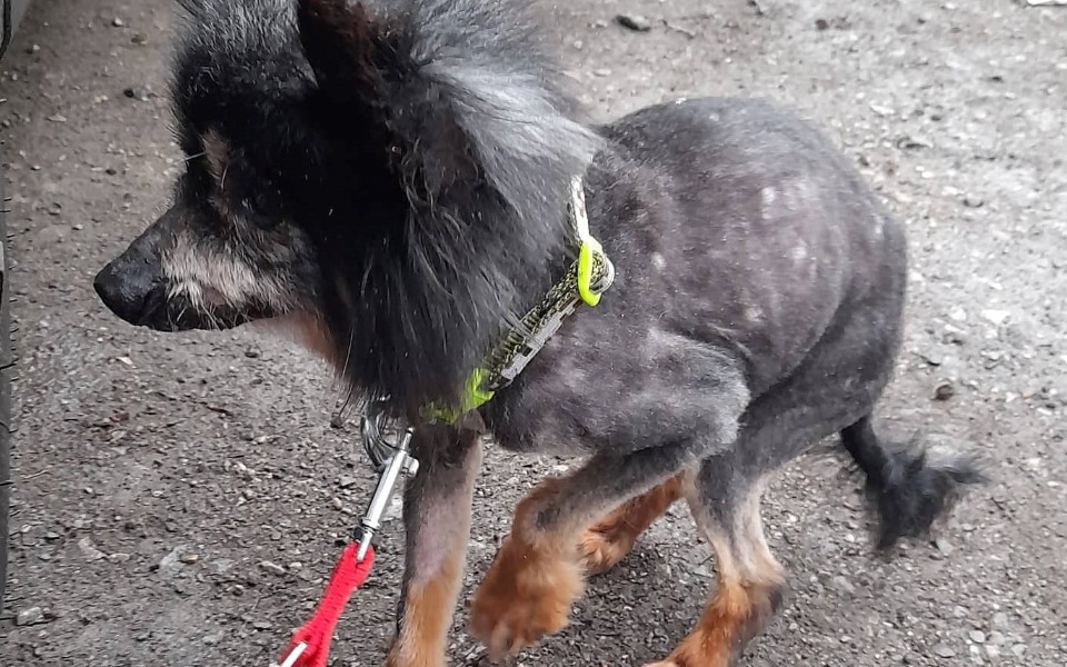 Zbiórka dla_Jeżyka - zdjęcie główne