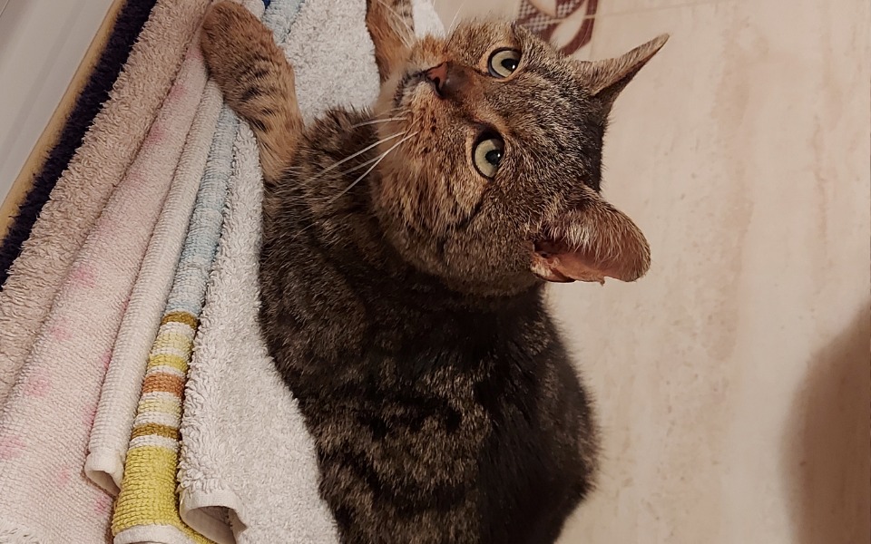 
        Zbiórka Kotka z działek prosi o pomoc - zdjęcie główne
    