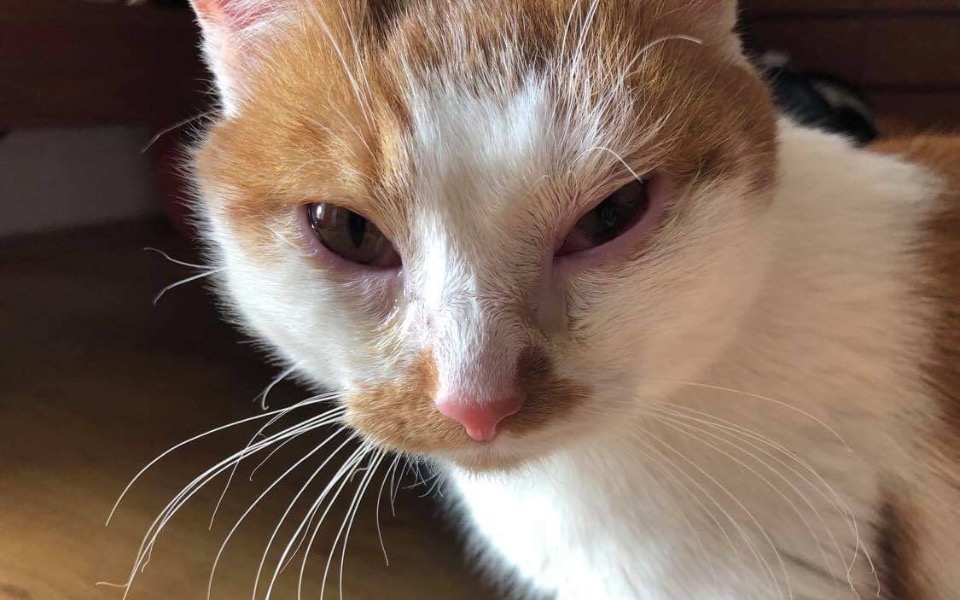 
        Zbiórka Smyk w potrzebie - zdjęcie główne
    