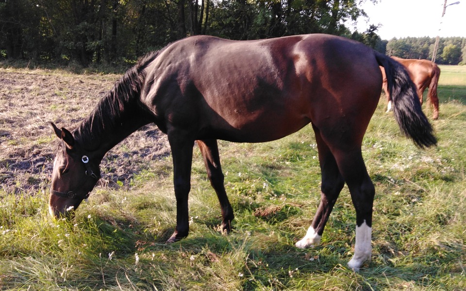 
        Zbiórka Zbieram na konia Helgę - zdjęcie główne
    
