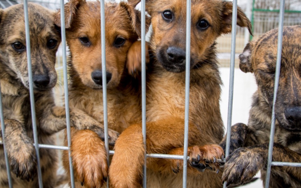 
        Zbiórka Na budowe nowego Schroniska - zdjęcie główne
    