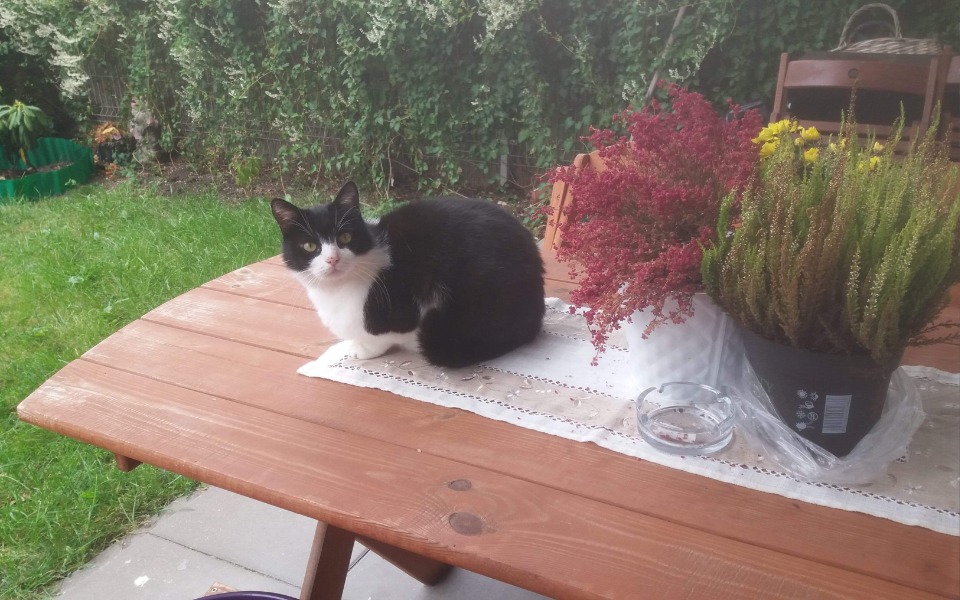 
        Zbiórka Koteczka umiera na raka - zdjęcie główne
    