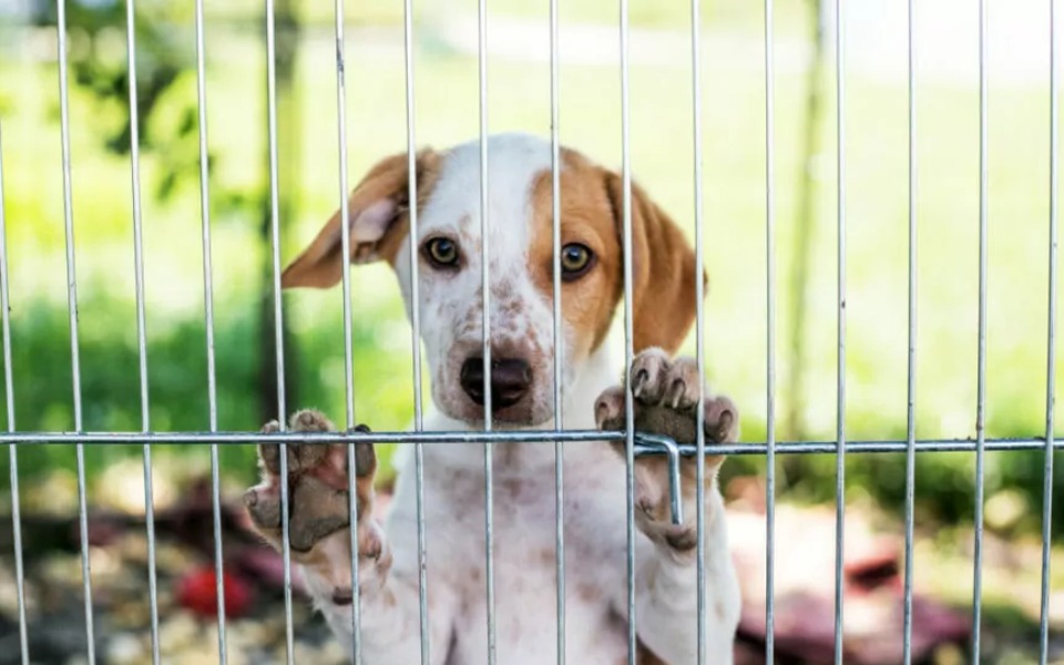 
        Zbiórka Karma do schroniska w orzechowca - zdjęcie główne
    