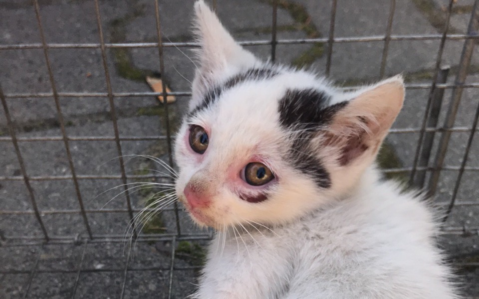 
        Zbiórka Żywołapki i wizyty u weterynarza - zdjęcie główne
    