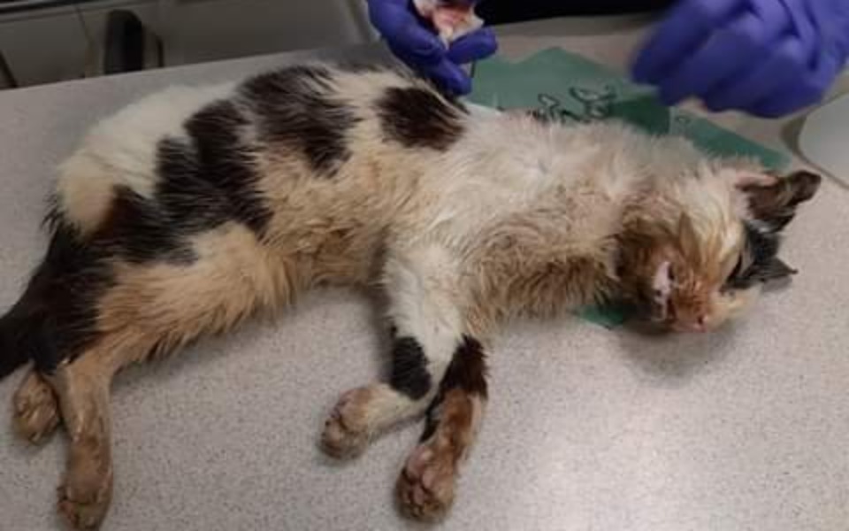 
        Zbiórka Pomoc dla schorowanej kici - zdjęcie główne
    