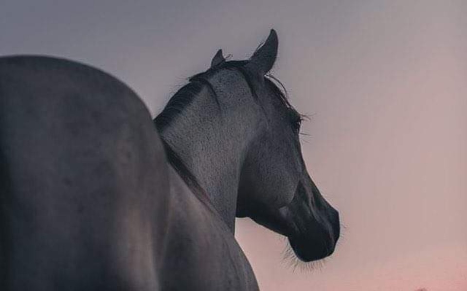 
        Zbiórka Zbieram na karnet jeździecki - zdjęcie główne
    