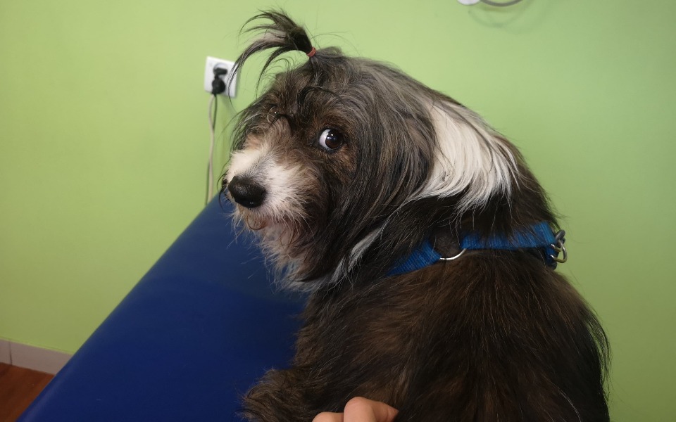 
        Zbiórka RATUJ-emy sunie z guzami - zdjęcie główne
    