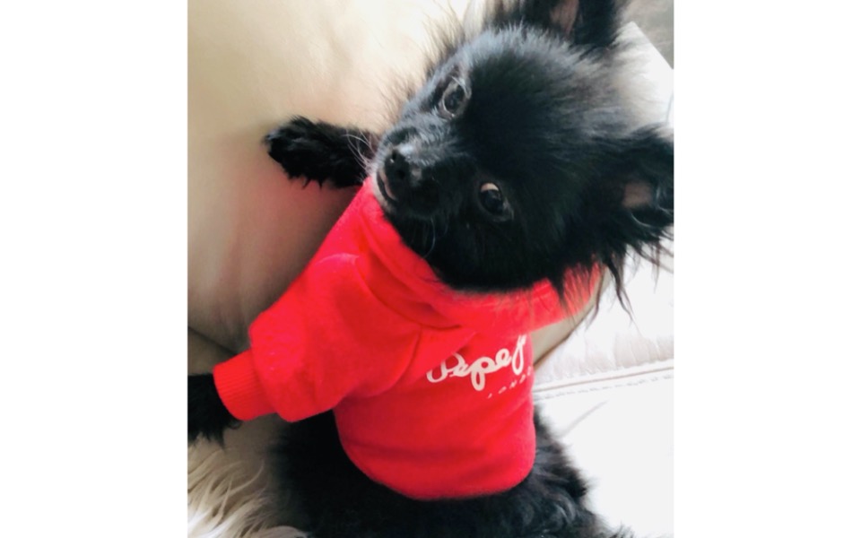 
        Zbiórka Mój piesek potrzebuje pomocy - zdjęcie główne
    