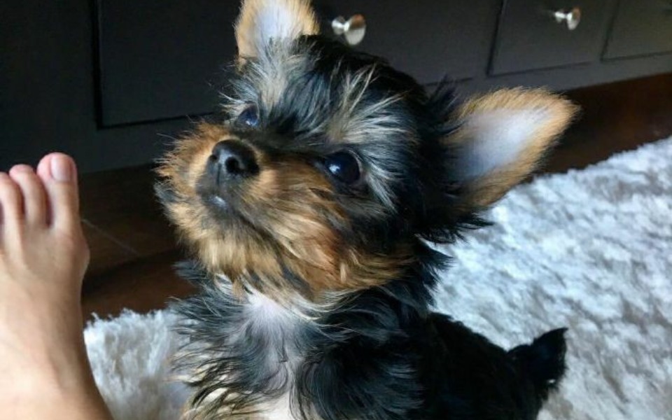 
        Zbiórka Zbieram na pieska yorka - zdjęcie główne
    