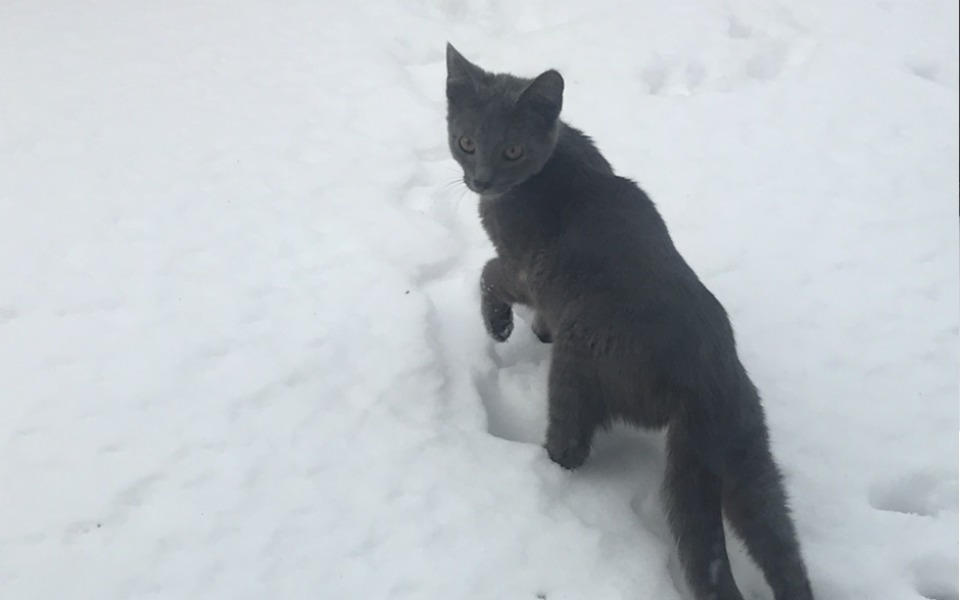 
        Zbiórka Domki dla bezdomnych zwierzaków - zdjęcie główne
    