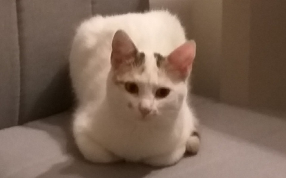 
        Zbiórka Tajgusia walczy z Fip - zdjęcie główne
    