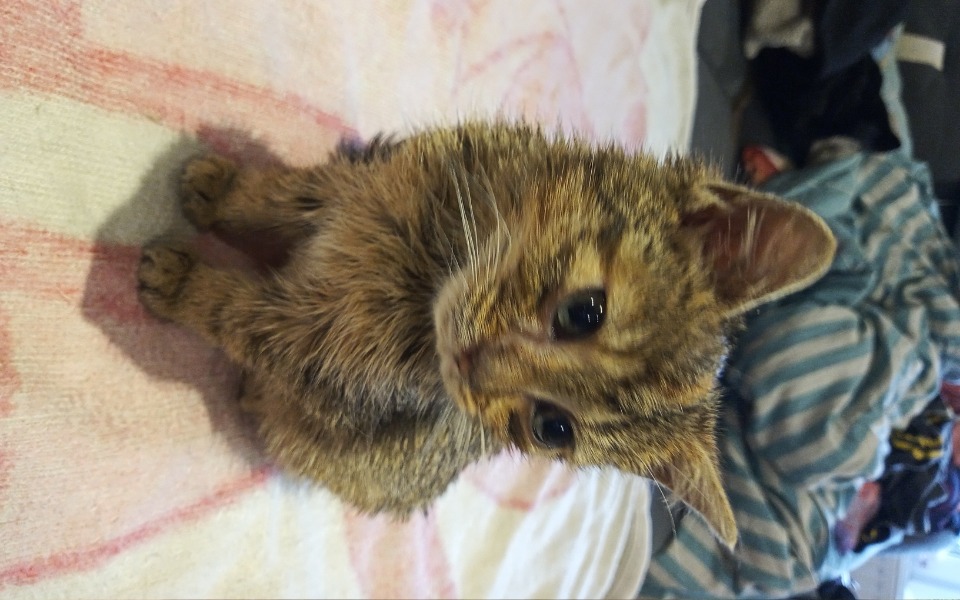 
        Zbiórka Zbieram na karmę dla kotków - zdjęcie główne
    