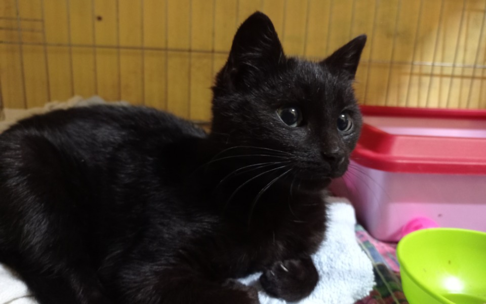 
        Zbiórka Urodziny Pani Kasi - zdjęcie główne
    