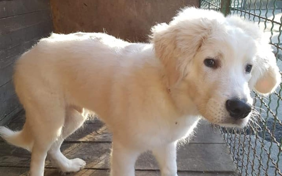 
        Zbiórka Zastrzyk dla szczeniaczka - zdjęcie główne
    