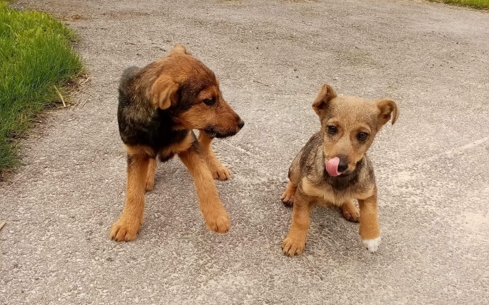 
        Zbiórka Na szczepienia szczeniaków - zdjęcie główne
    