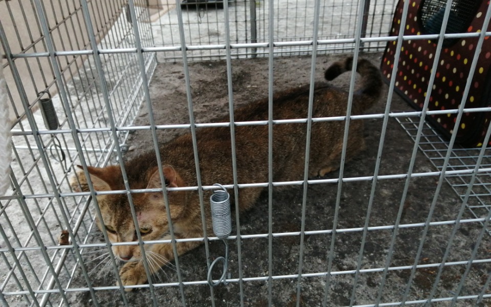 
        Zbiórka Wykastrować wrocławskie koty - zdjęcie główne
    