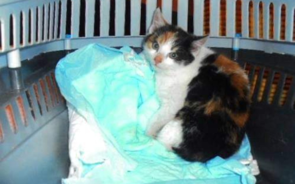 
        Zbiórka Leczenie kociego dziecka - zdjęcie główne
    