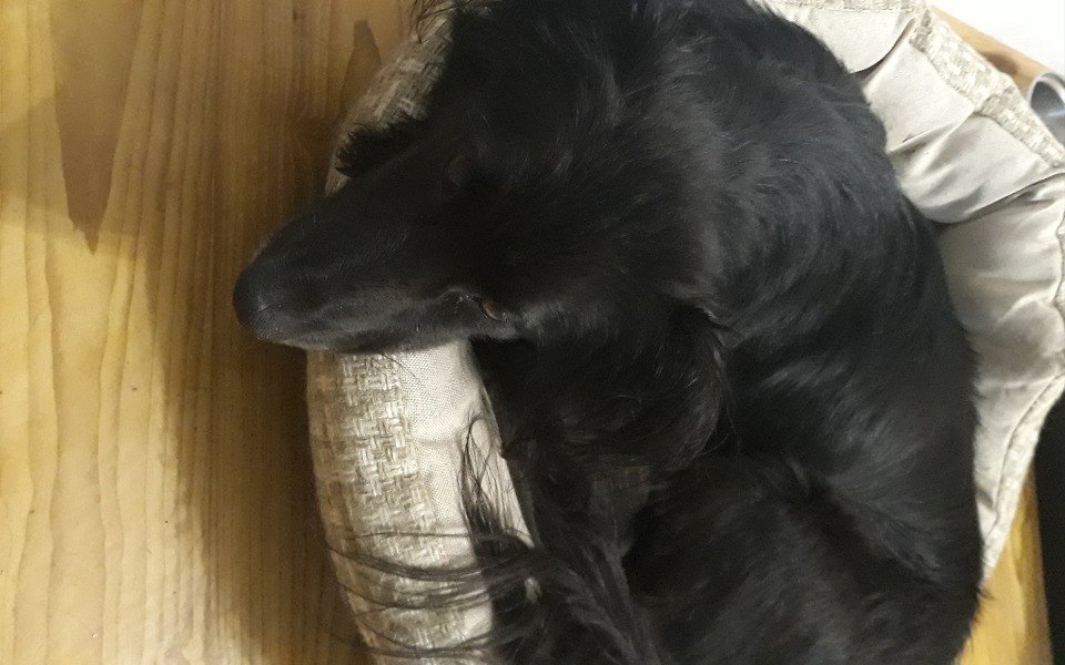 
        Zbiórka Pomoc dla naszego krecika - zdjęcie główne
    