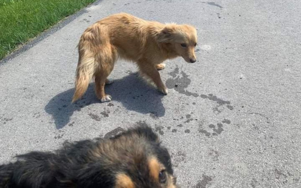 
        Zbiórka Bezdomne sunie proszą o pomoc - zdjęcie główne
    