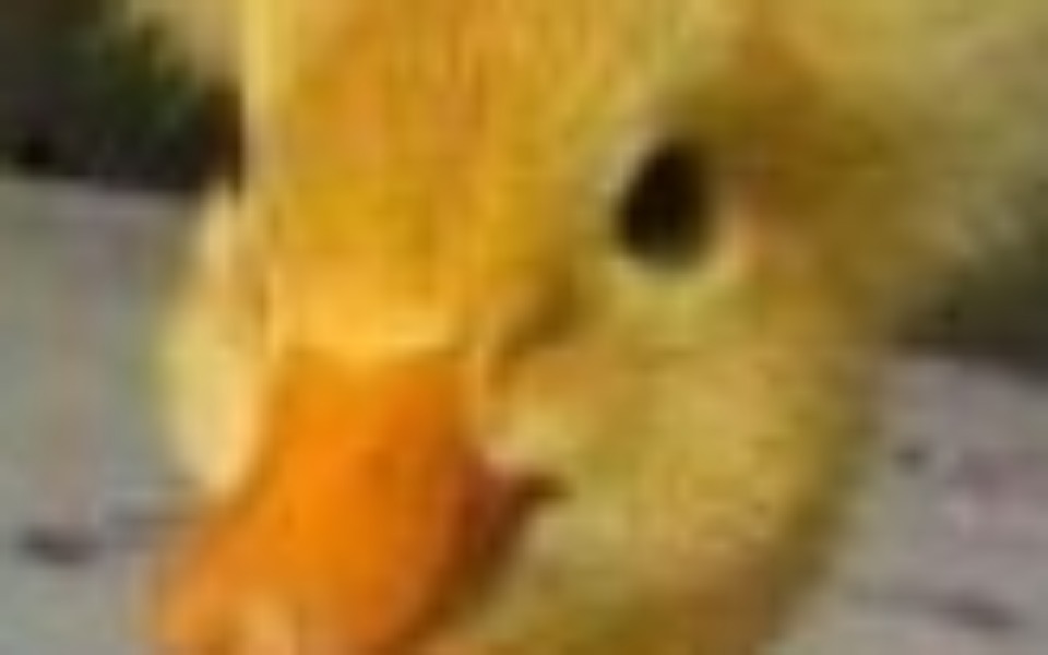 
        Zbiórka Na nowy mikrofon do nagrywania. - zdjęcie główne
    