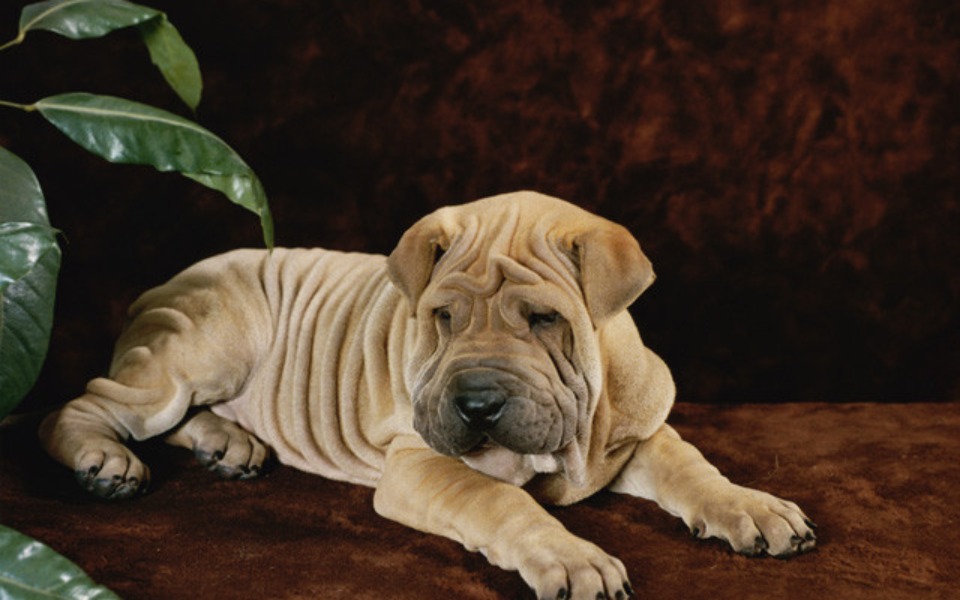 
        Zbiórka Zbiórka na pieska dla dziecka - zdjęcie główne
    