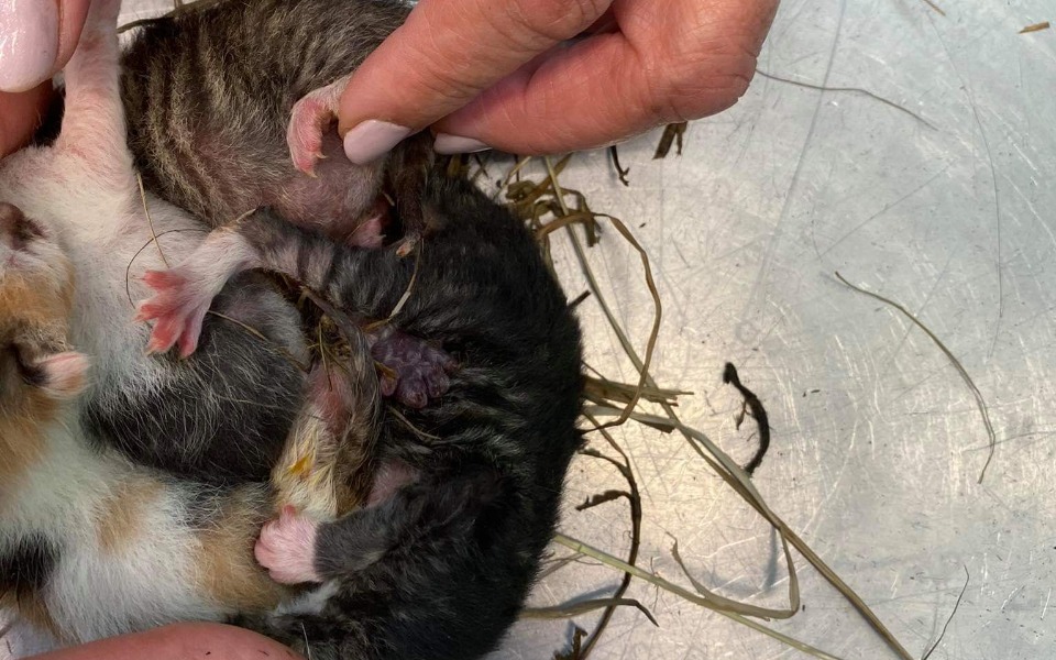 
        Zbiórka Poród kociąt w kupie gnoju - zdjęcie główne
    