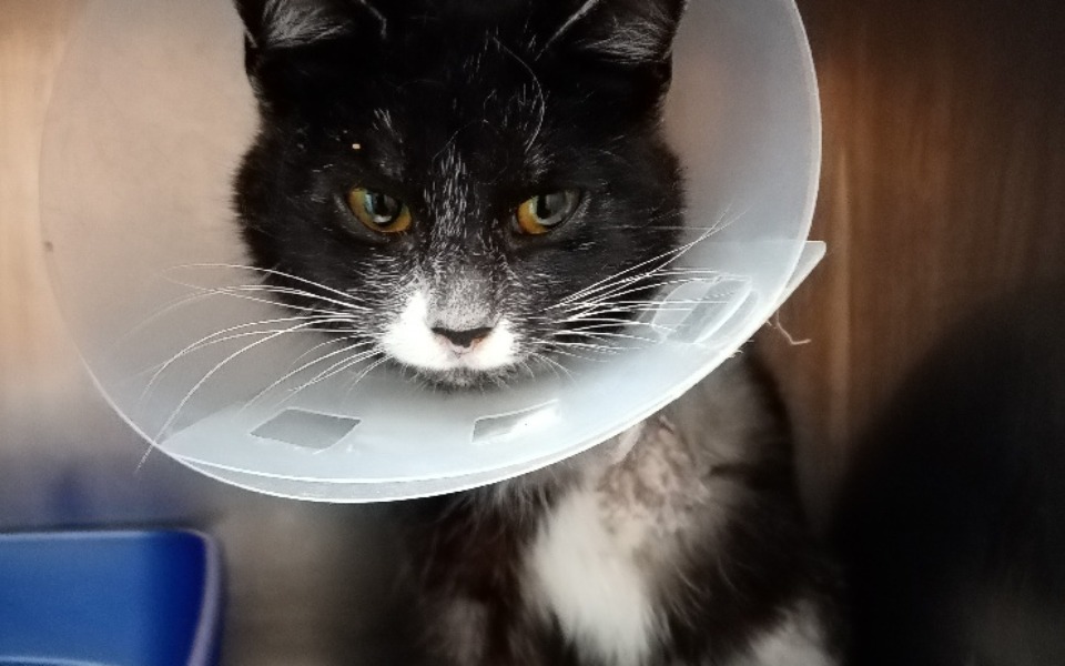 
        Zbiórka Kotka bez łapki - zdjęcie główne
    