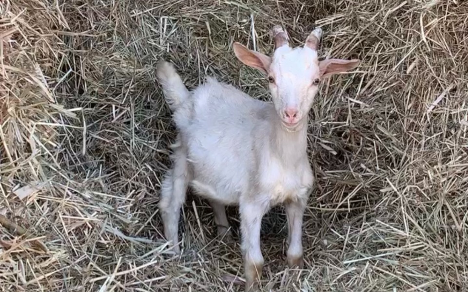 
        Zbiórka Remont dachu w stajni Bronisławy - zdjęcie główne
    