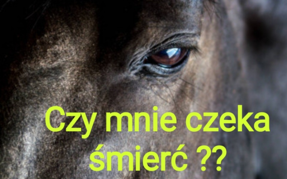 
        Zbliżenie na oko konia z napisem o śmierci.
    