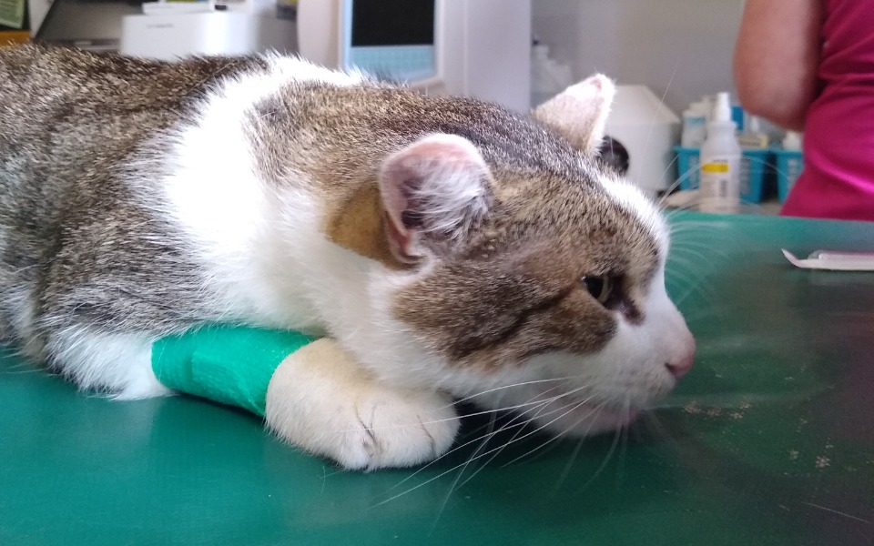 
        Zbiórka Biopsja leczenie pobitego kocura - zdjęcie główne
    