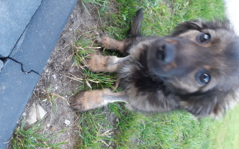 
        Zbiórka Szczeniaki z parwo potrzebują po - zdjęcie główne
    