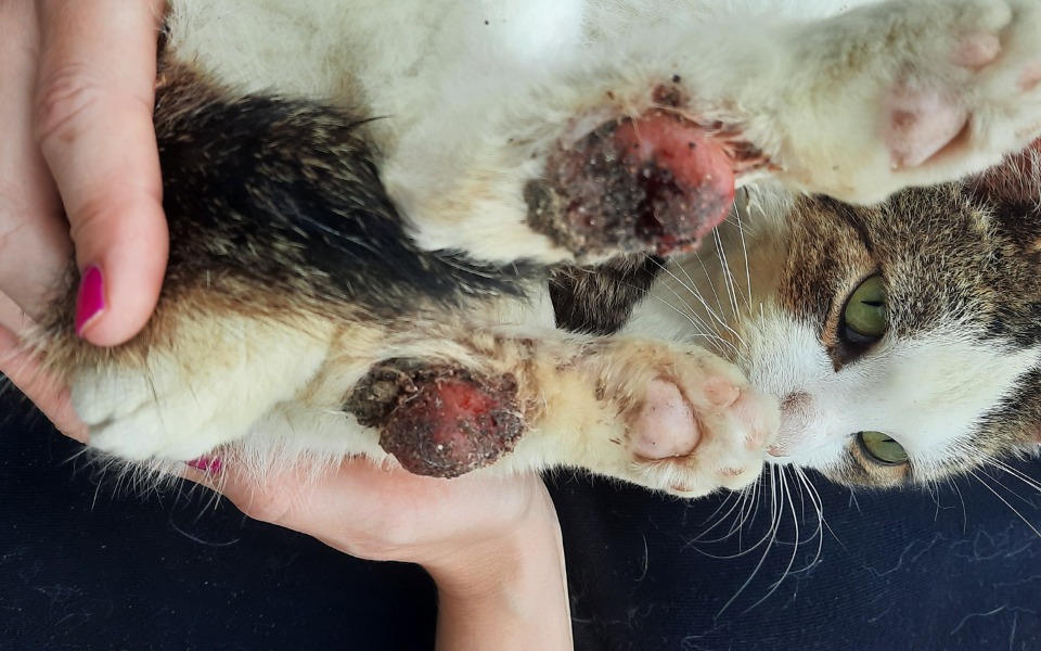 
        Zbiórka Zmasakrowane kocie łapki - zdjęcie główne
    