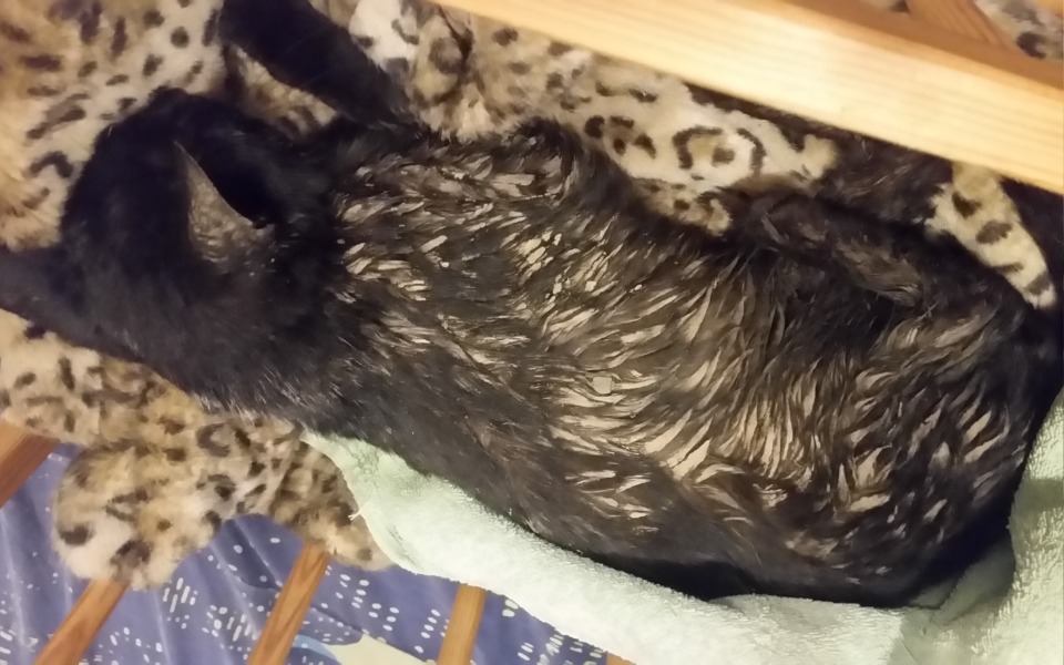 
        Zbiórka Pokrycie kosztów leczenia Dusi - zdjęcie główne
    