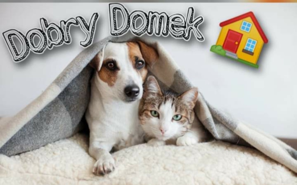 
        Zbiórka dobrydomek - zdjęcie główne
    