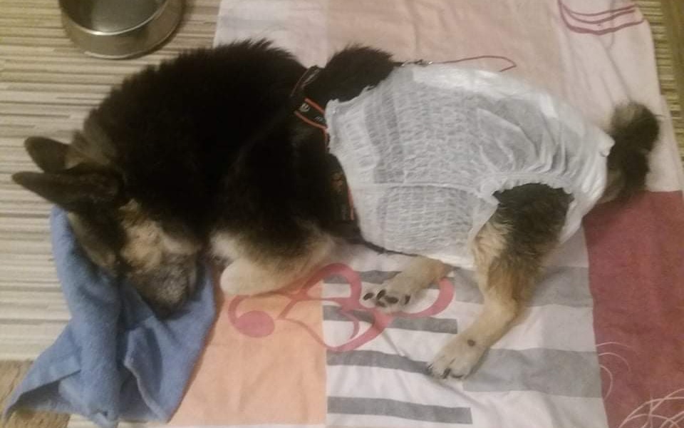 
        Zbiórka Nelusia walczy o sprawność w nóż - zdjęcie główne
    