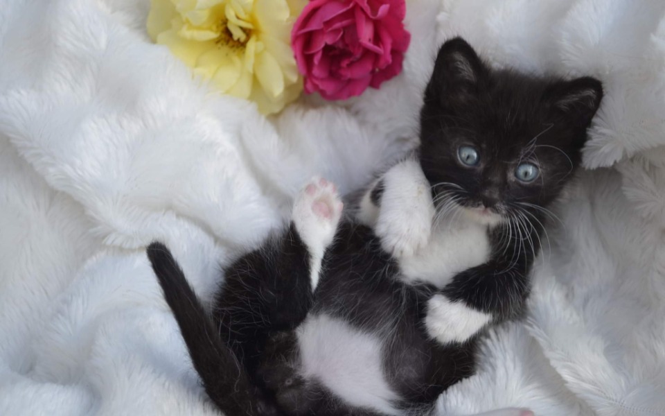 
        Zbiórka Pomoc kotom - zdjęcie główne
    