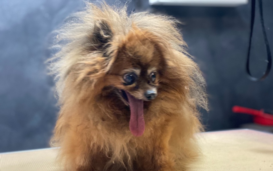 
        Zbiórka Operacja łapy Babki - zdjęcie główne
    