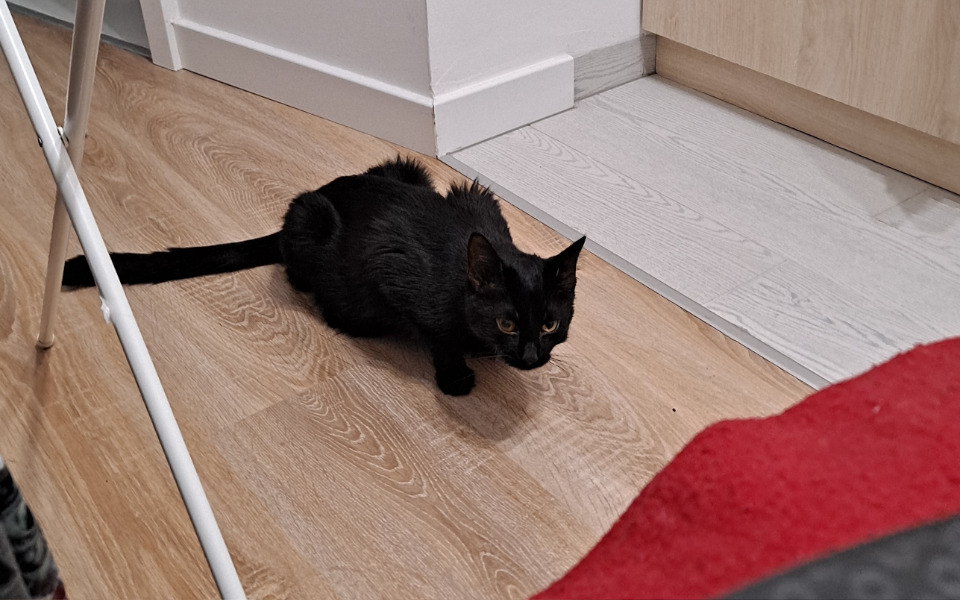 
        Zbiórka Pilne leczenie chorej kotki - zdjęcie główne
    