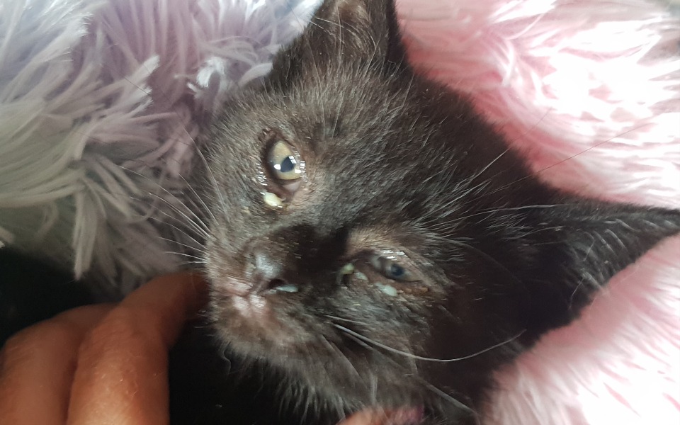 Zbiórka Na leczenie maluszków i innych. - zdjęcie główne