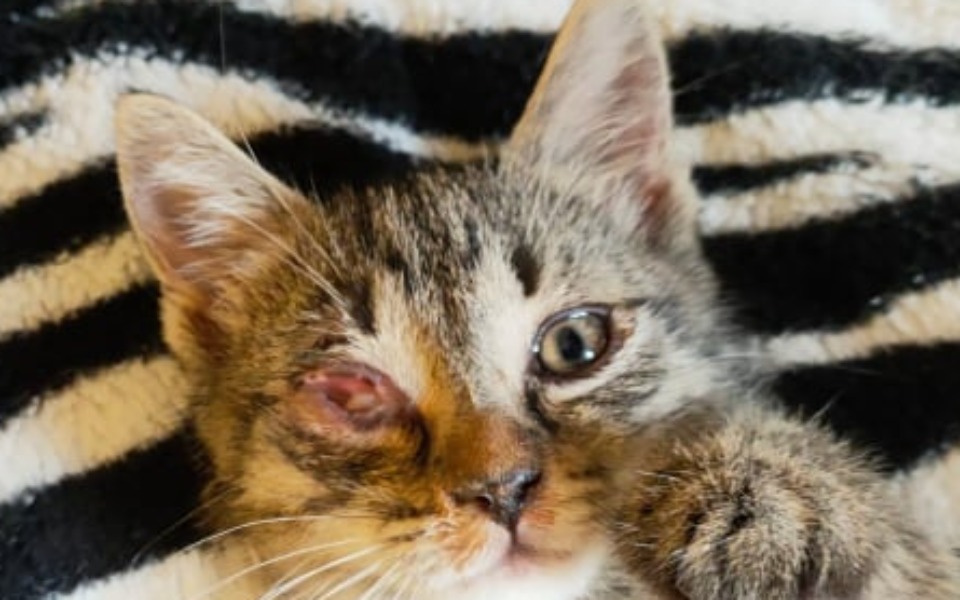 
        Zbiórka choroba zjada oczko kociaka - zdjęcie główne
    