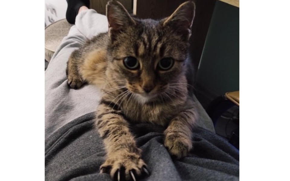 
        Zbiórka Chora Kotka - zdjęcie główne
    