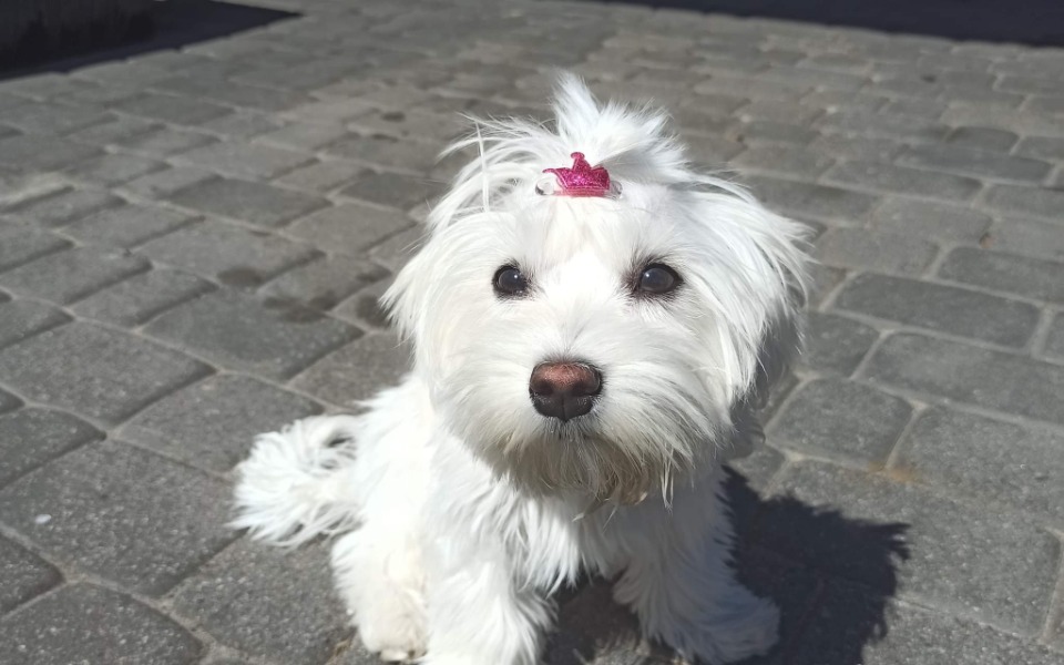 
        Zbiórka Zbiórka na leczenie Lolusi - zdjęcie główne
    