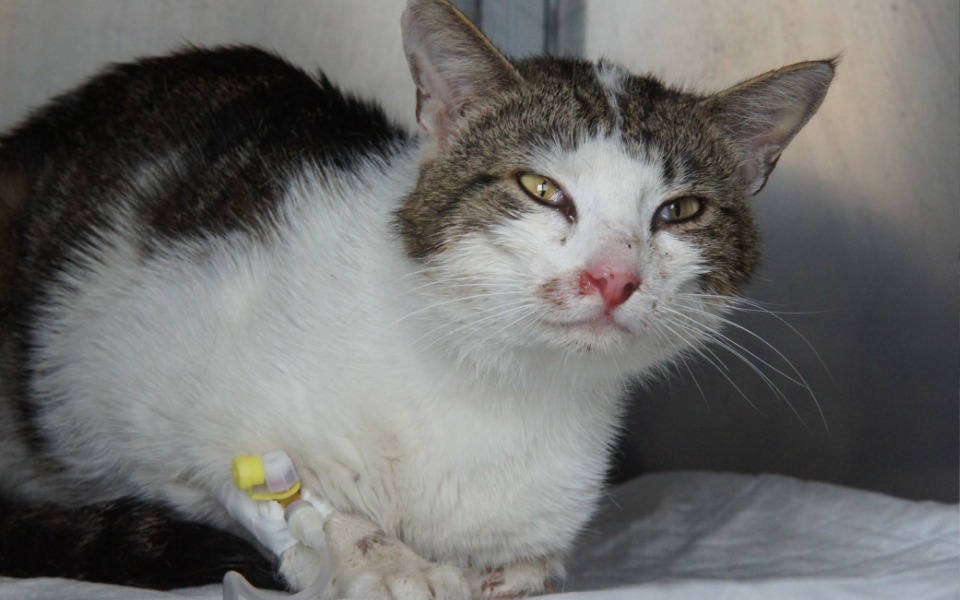 
        Zbiórka Amonek - zdjęcie główne
    