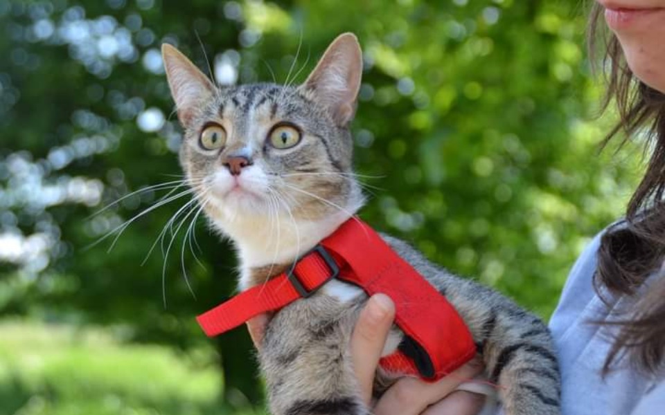 Zbiórka Pomóżmy uratować Boba... - zdjęcie główne