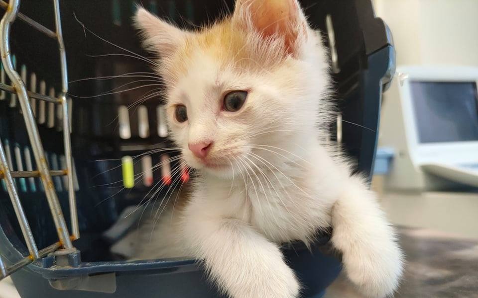 
        Zbiórka Kocie furki vol.2 - zdjęcie główne
    