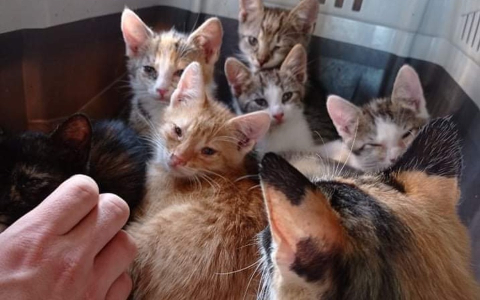 
        Zbiórka Walczymy o zdrowie kociaków - zdjęcie główne
    